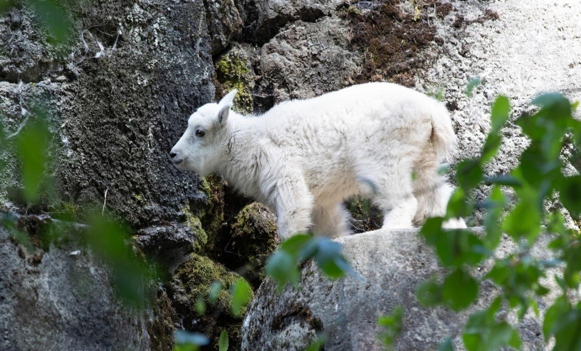 mountain goat kid woodland park zoo reopening july 1 2020 seattle